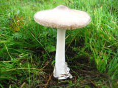 Гриб из Рыбница