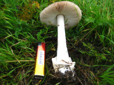 Гриб из Рыбница