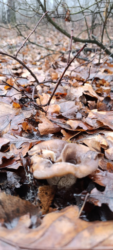 Гриб из Г. Вольск, Саратовская обл.