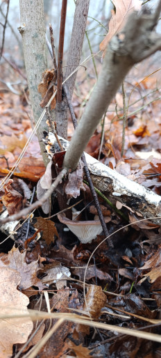 Гриб из Г. Вольск, Саратовская обл.