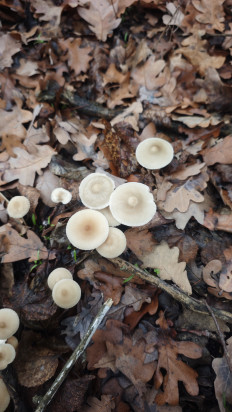 Гриб из Волгоград