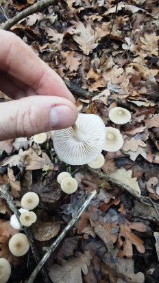 Гриб из Волгоград