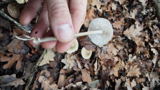 Гриб из Волгоград