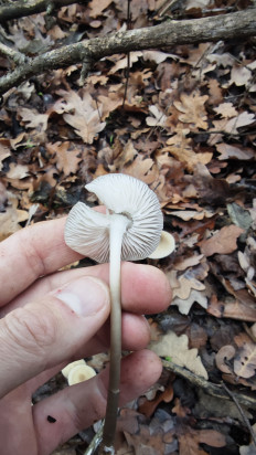 Гриб из Волгоград