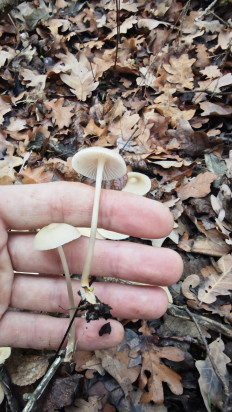 Гриб из Волгоград