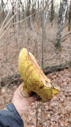 Гриб из Луганск