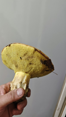 Гриб из Луганск