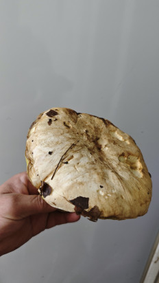 Гриб из Луганск