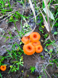 Гриб из Таганрог