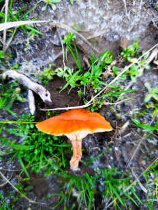 Гриб из Таганрог