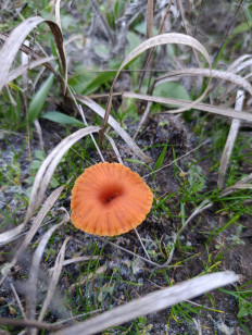 Гриб из Таганрог