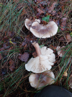 Гриб из Орловская область