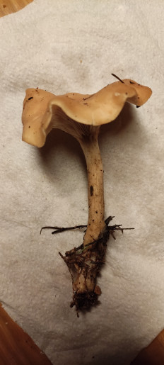 Гриб из Юг Франции