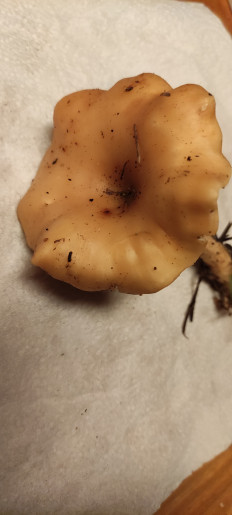 Гриб из Юг Франции