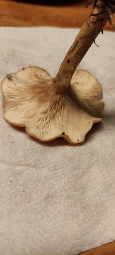 Гриб из Юг Франции