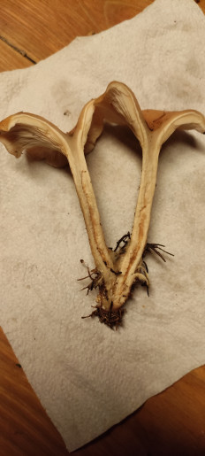 Гриб из Юг Франции