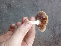 Гриб из Богдано вербки