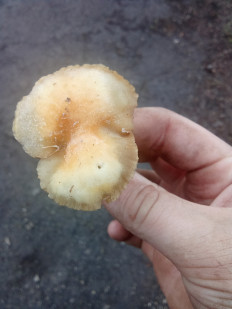 Гриб из Богдано вербки