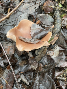 Гриб из Лумиваара, республика Карелия