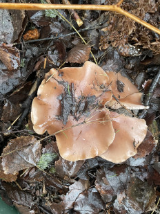 Гриб из Лумиваара, республика Карелия