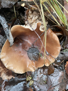 Гриб из Лумиваара, республика Карелия