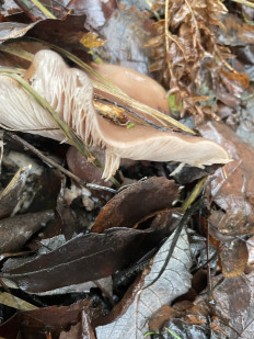 Гриб из Лумиваара, республика Карелия