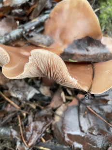 Гриб из Лумиваара, республика Карелия