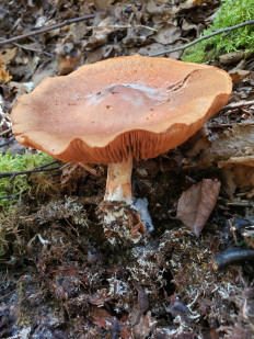 Гриб из Барри Канада