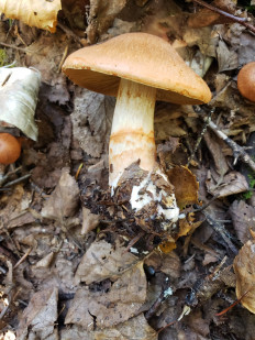 Гриб из Барри Канада