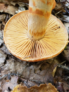 Гриб из Барри Канада