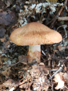 Гриб из Барри Канада