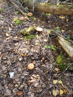 Гриб из Барри Канада