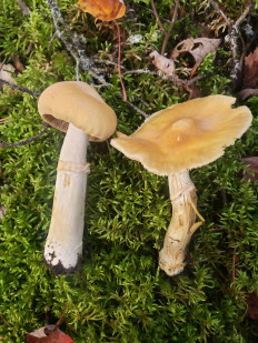 Cortinarius caperatus - Колпак кольчатый