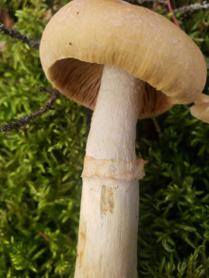 Cortinarius caperatus - Колпак кольчатый