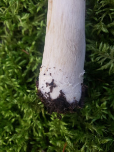 Cortinarius caperatus - Колпак кольчатый