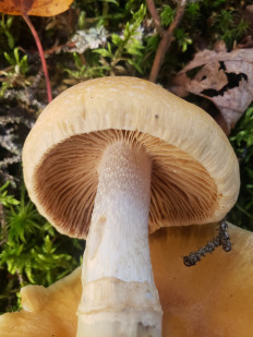 Cortinarius caperatus - Колпак кольчатый