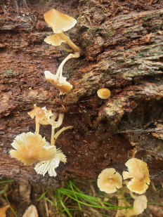 Гриб из Барри Канада