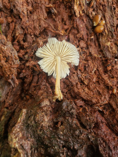 Гриб из Барри Канада