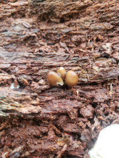 Гриб из Барри Канада