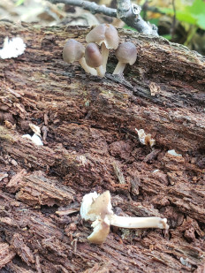 Гриб из Барри Канада