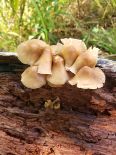 Гриб из Барри Канада