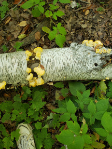 Гриб из Барри Канада