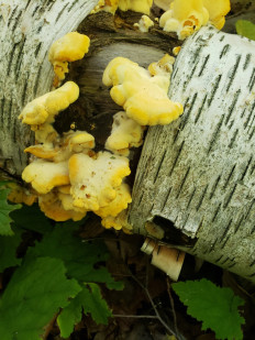 Гриб из Барри Канада