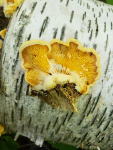 Гриб из Барри Канада