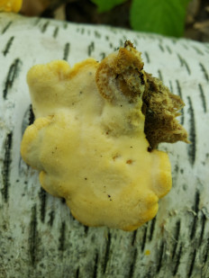 Гриб из Барри Канада