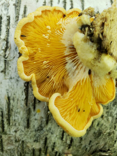 Гриб из Барри Канада