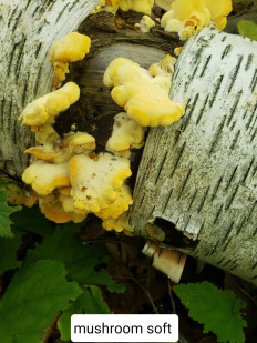 Гриб из Барри Канада