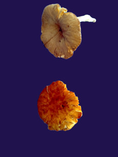 Гриб из Kavala