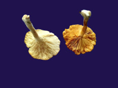 Гриб из Kavala