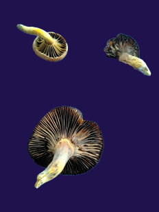 Гриб из Kavala